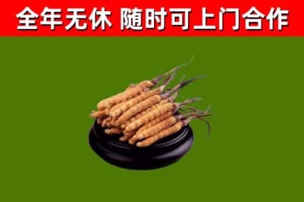 克山县烟酒回收冬虫夏草.jpg