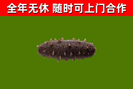 克山县烟酒回收干海参.jpg
